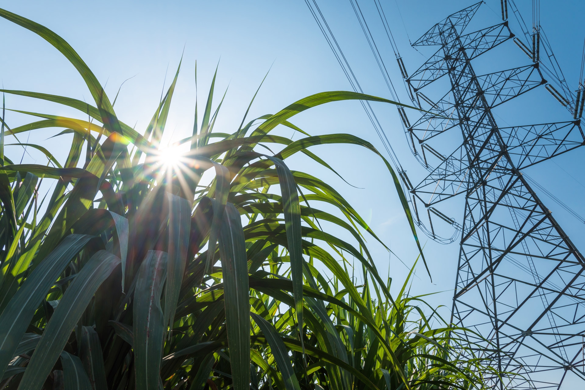 Power lines towering over lush green crops with the sun shining brightly through the leaves, under a clear blue sky.