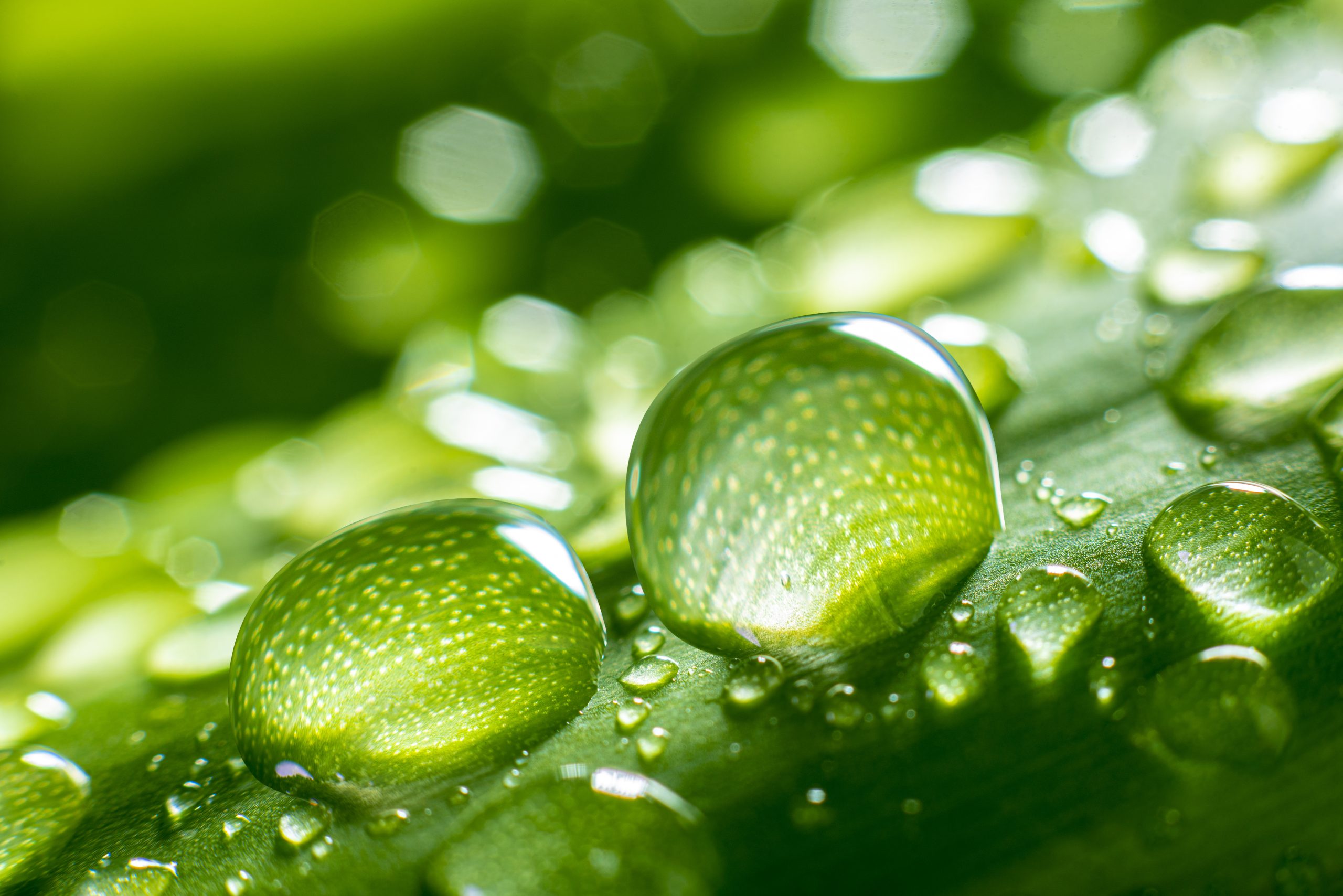 Close-up of water droplets on vibrant green leaf, highlighting nature, freshness, and moisture in an eco-friendly environment.